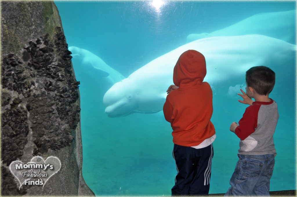mystic aquarium beluga whales