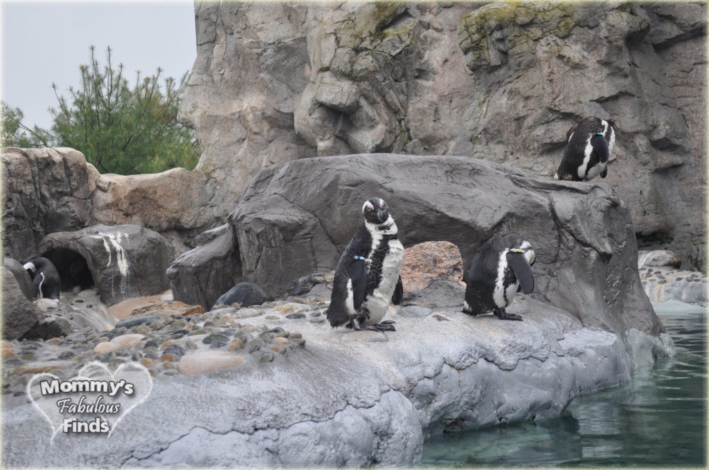 mystic aquarium penguins