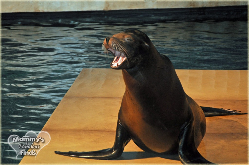 mystic aquarium sea lion show