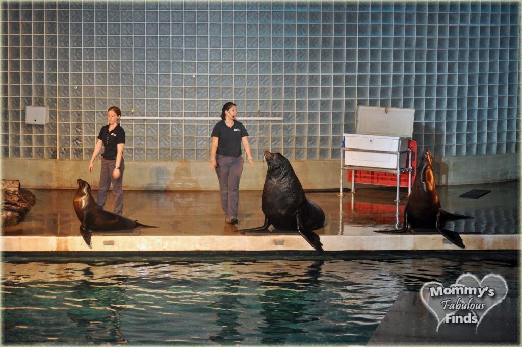 mystic aquarium sea lions