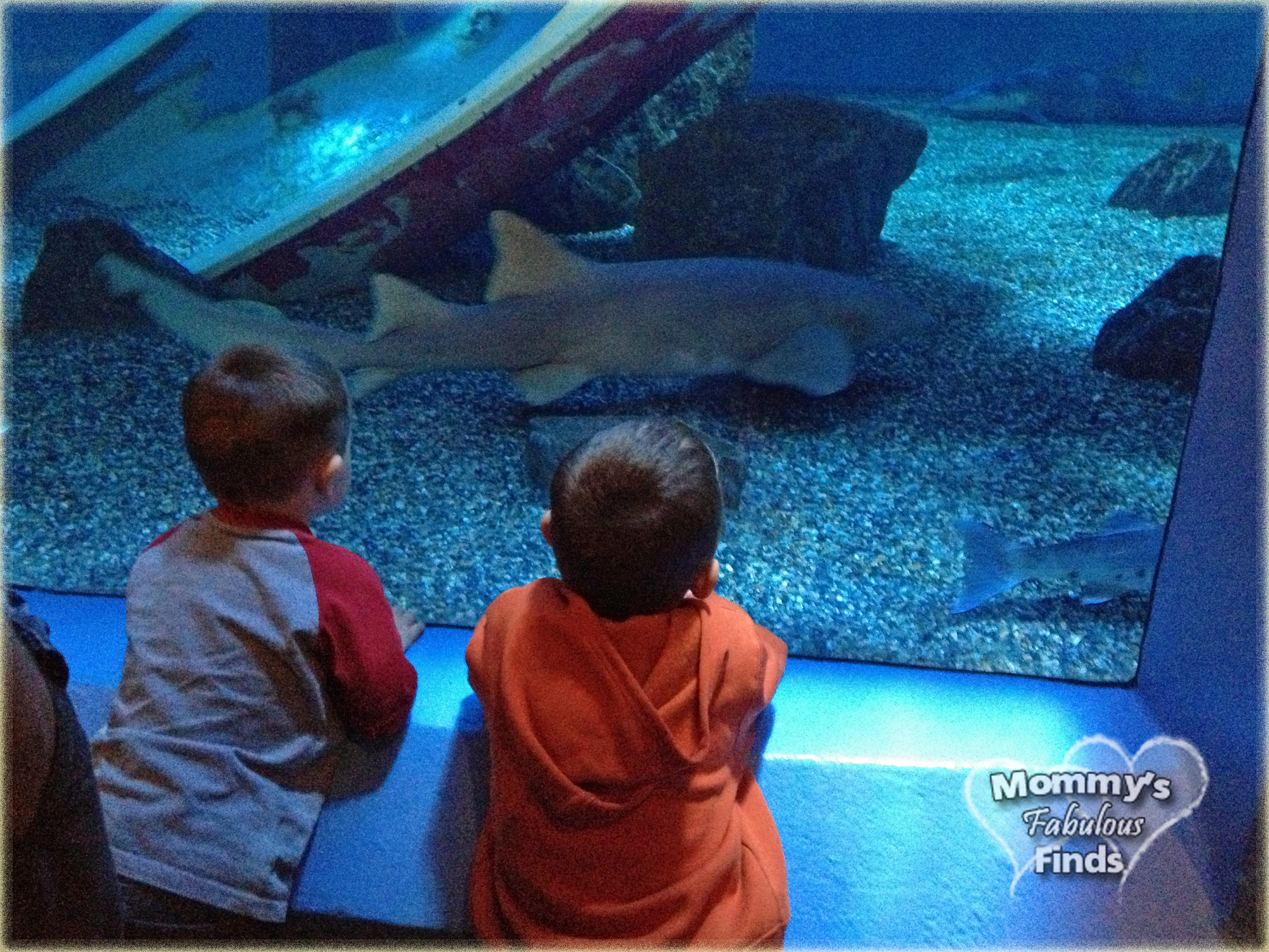 Mother\u002639;s Day Weekend at the Mystic Aquarium  Mommy\u002639;s Fabulous Finds