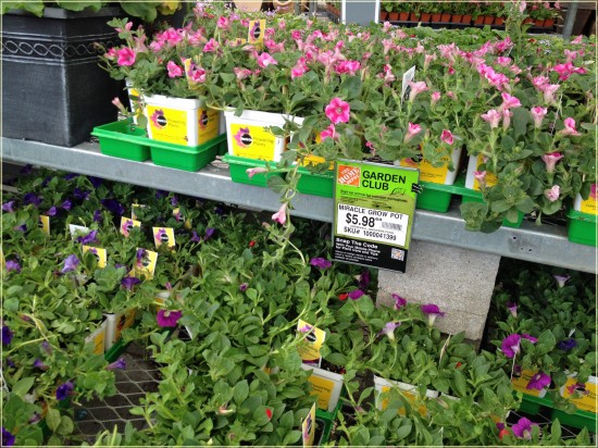 Miracle-Gro Flowering Plants home depot