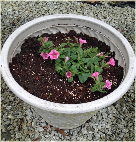 Miracle-Gro Flowering Plants - spreading petunias