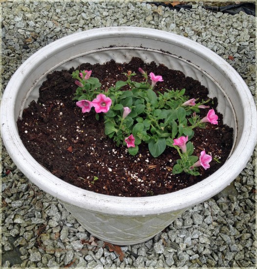 Miracle-Gro Flowering Plants - spreading petunias