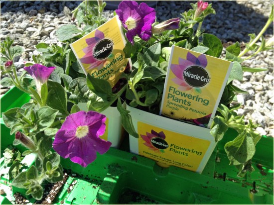 MiracleGro Flowering Plants