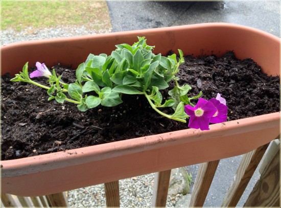miracle-gro spreading petunias