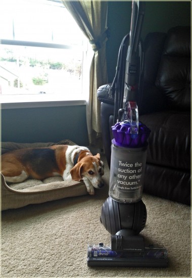 Dyson vs Dog