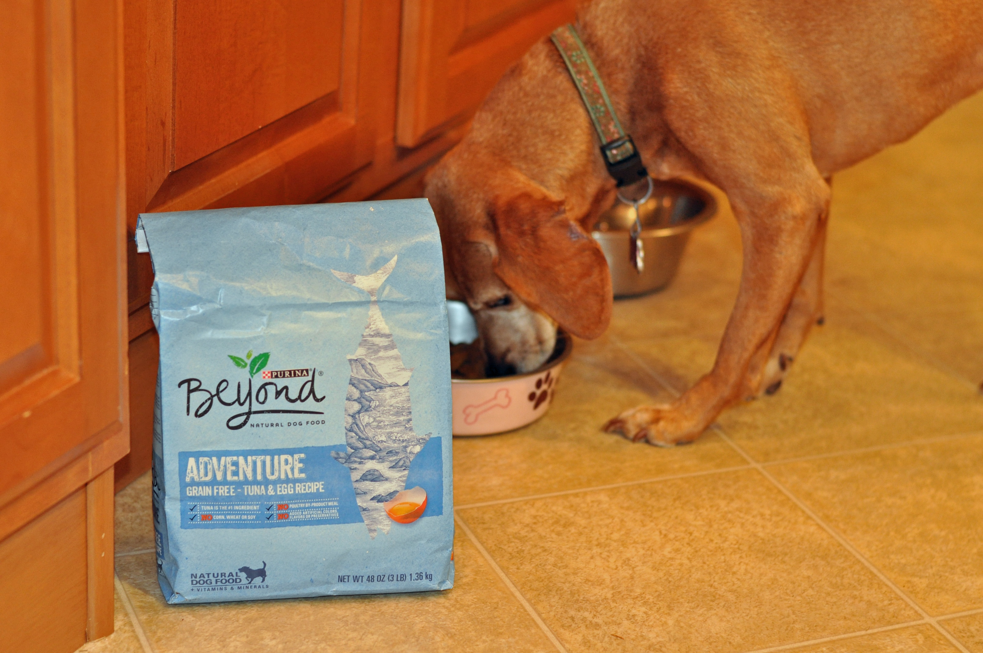 Beneful coupons 2019
