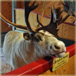 reindeer Santa's Village