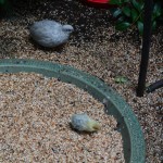 Butterfly Place Quail