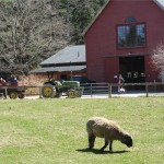 Drumlin Farm