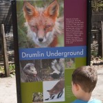 Drumlin Farm Wildlife Sanctuary