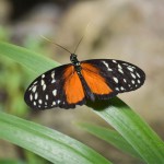 The Butterfly Place