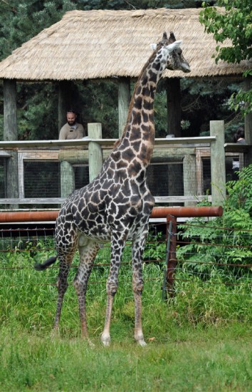 franklin park zoo