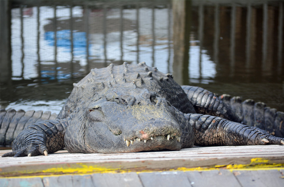 gatorland