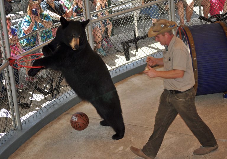 9 Things to Do With Kids in NH