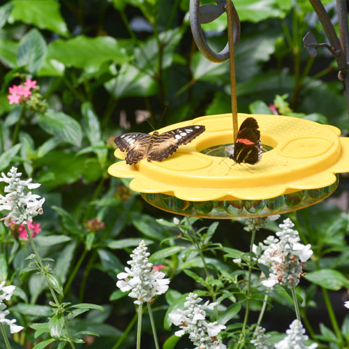 butterfly place