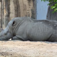 rhino at detroit zoo