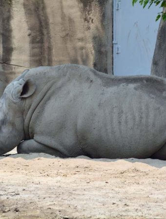 rhino at detroit zoo