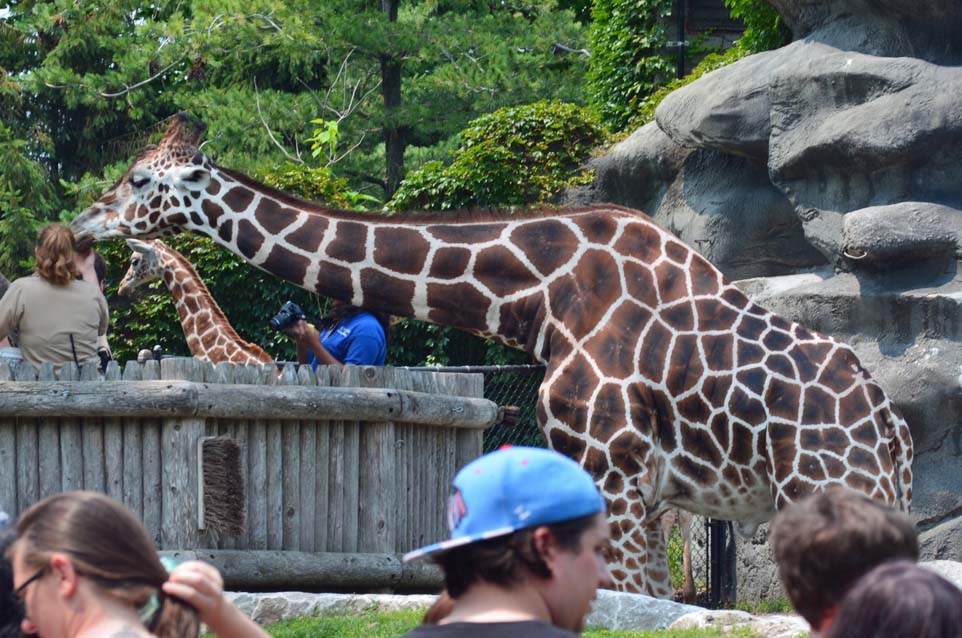 giraffe at detroit zoo