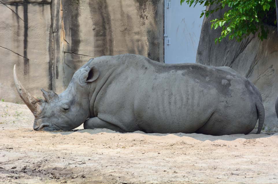 rhino at detroit zoo