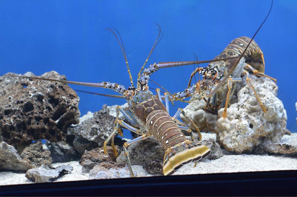 crab at sealife aquarium