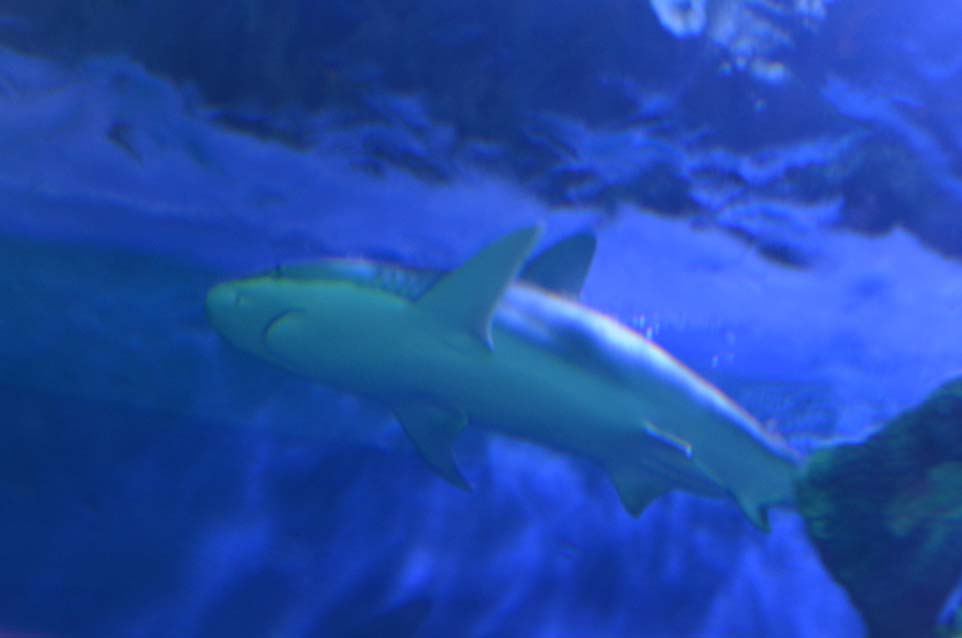 shark