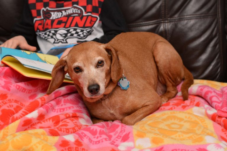 Celebrate National Dog Week  September 20 – 26