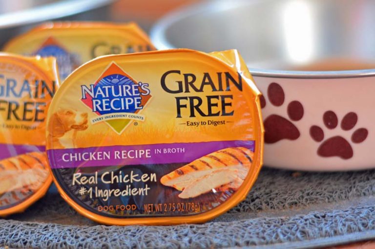 6 Ways To Bond With Your Dog