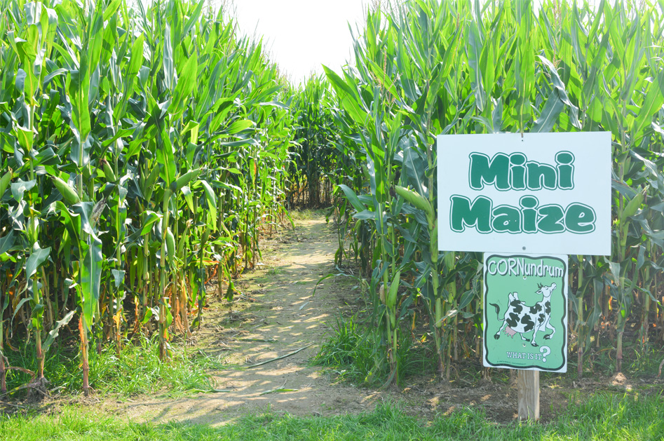 Sherman Farm Mini Corn Maze