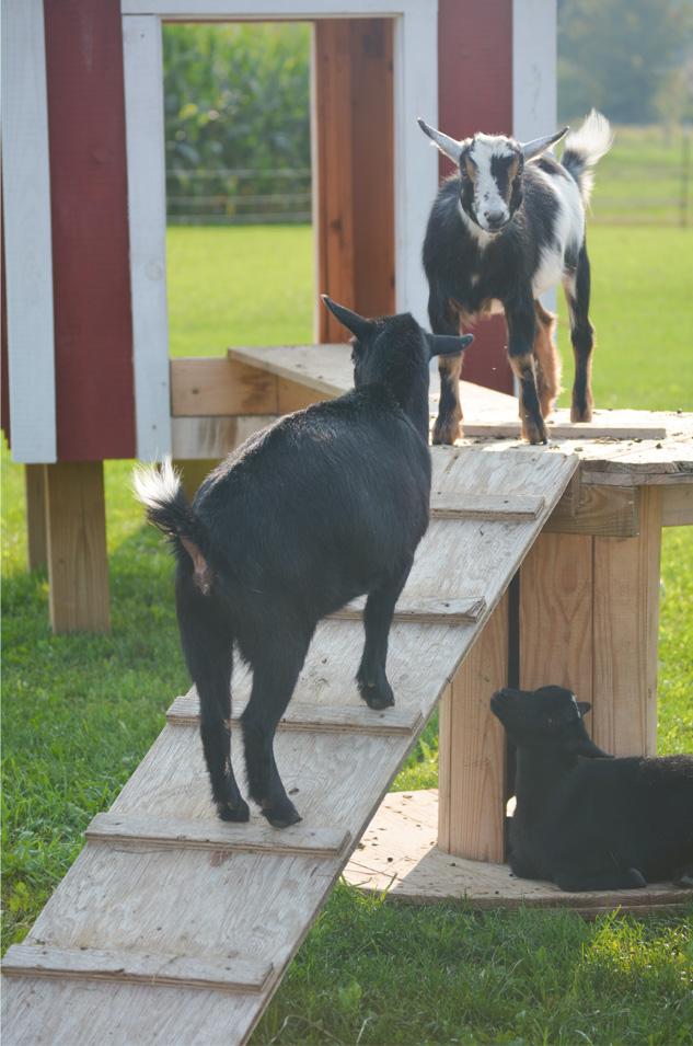 Sherman Farm Petting Zoo