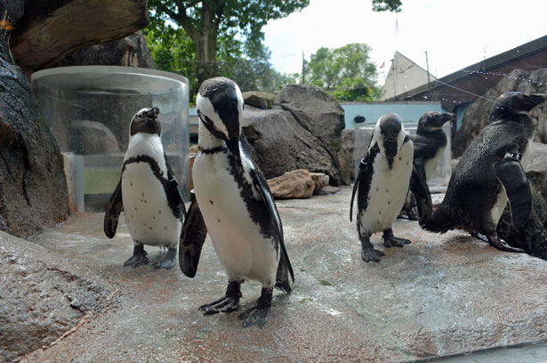 National Aviary Penguin